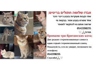 חתולים בריטי בחיפה