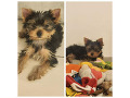 -small-0