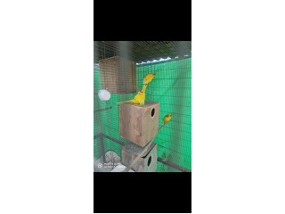תוכים ובעלי כנף קאקריקים במעגלים