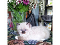 -small-2
