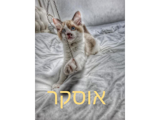 חתולים רגדול ברמלה
