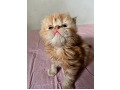 -small-0