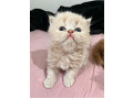 -small-1