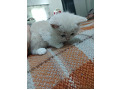 -small-2