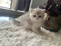 -small-1