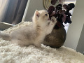 -small-2