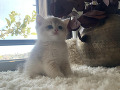 -small-0