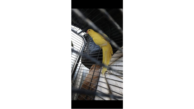 -big-1