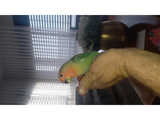 תוכים ובעלי כנף ציפורי אהבה באשקלון
