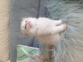 -small-2