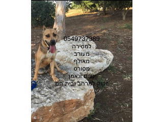כלבים אחר בכפר יונה