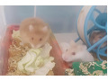 -small-0