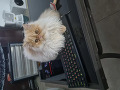 -small-1
