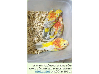 תוכים ובעלי כנף פרקיטים אוסטרלים בהוד השרון