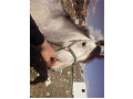 -small-2
