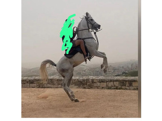סוסים ערבי ברכסים
