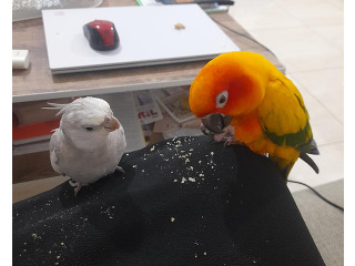 תוכים ובעלי כנף קוניורים ברחובות