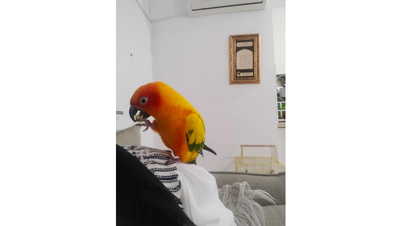 -big-2