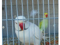 -small-2