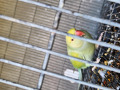 -small-1