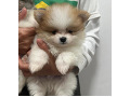 -small-0