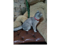 -small-2
