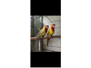 תוכים ובעלי כנף רוזלה בכפר יונה