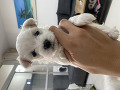 -small-1