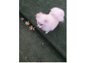 -small-0