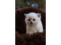 -small-2