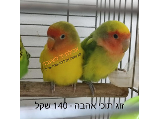 תוכים ובעלי כנף תוכון בקרית ים