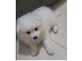 -small-1