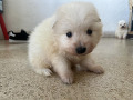 -small-1
