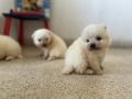 -small-2