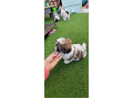 -small-2