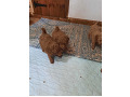 -small-2