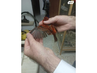 תוכים ובעלי כנף כנרית ברמלה