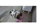 -small-1