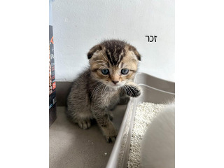 חתולים סקוטי בעפולה