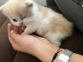 -small-2