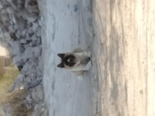 כלבים אקיטה אמריקאי בנצרת עילית