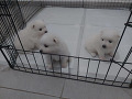 -small-2