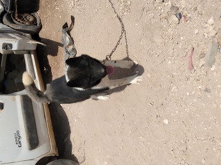 כלבים אקיטה אמריקאי בנצרת עילית