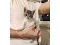 -small-0