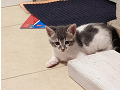 -small-2