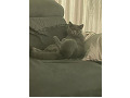 -small-2