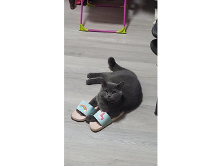 חתולים בריטי בפתח תקווה
