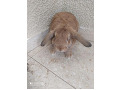 -small-2