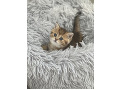 -small-2