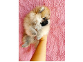 -small-1